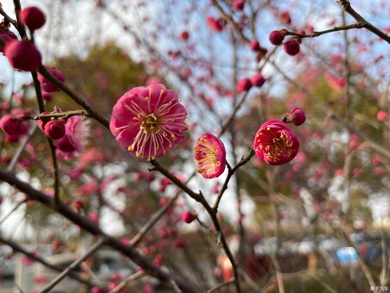 中年|【我与爱车度新年】新春初五踏春季，相约朋友游玩大蜀山