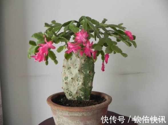 除了仙人掌,叶仙也能嫁接蟹爪兰,简单3步,7天就成活