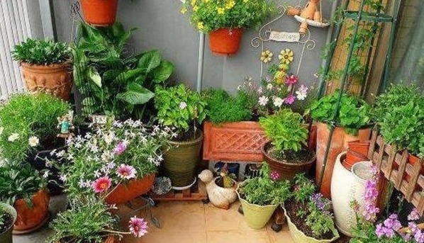 啤酒水,蚯蚓粪养花都不算什么,这种“万能花肥”养一盆旺一盆!