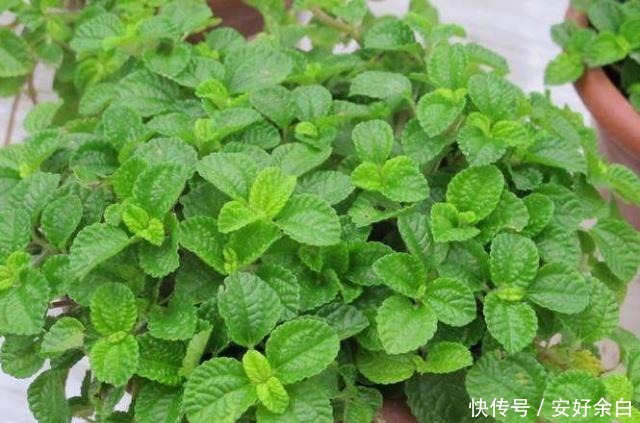 客厅卧室甲醛多养2种“花”,甲醛降低2倍多,越来越多人在养!