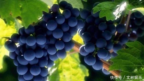 中年人的福音,常吃以下食物,改善便秘,减轻体重,越吃越健康