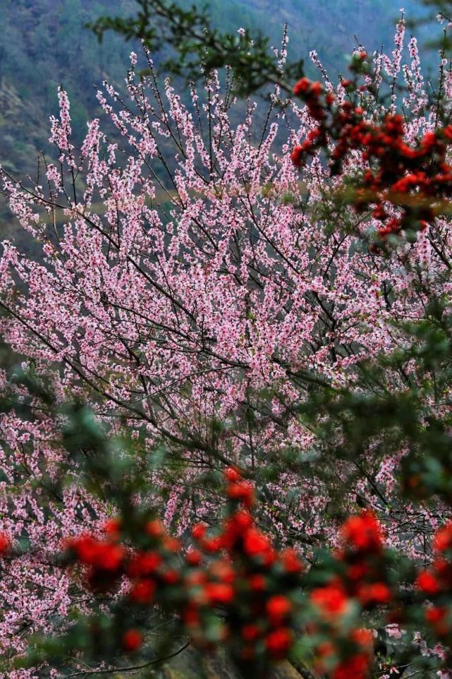 花开三月 不负春光