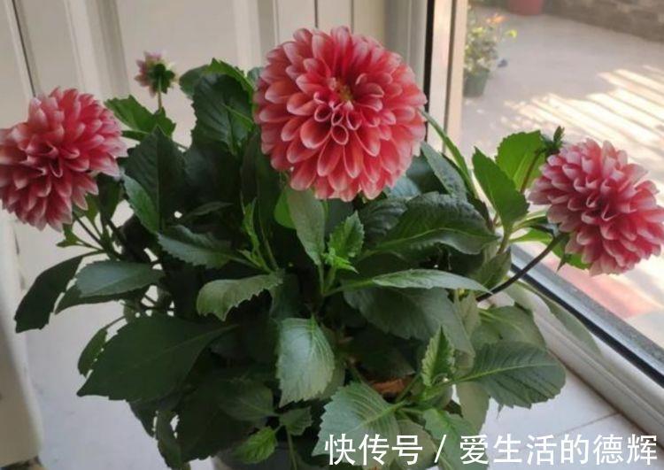 天竺牡丹|家里就养4种花,看了就让人沉醉,年年开花不断,美!