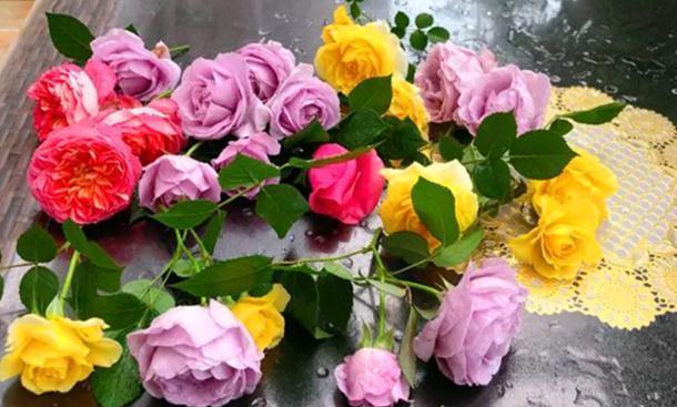 超级丰花|真的是蓝色系月季里的扛把子,赶紧入一棵,保证你吃不了亏