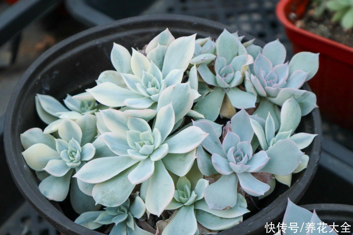 花花|老花匠的养肉秘方,避开5个坑,才能养出结实多肉