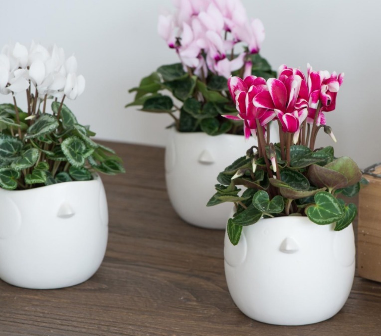 叶子|靠养花愉悦自己，盆栽这3款试试，寓意好，漂亮又实用