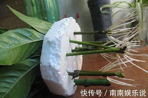 花卉|泡沫板你扔了拿来养花，有大用处，3-5天花卉就生根