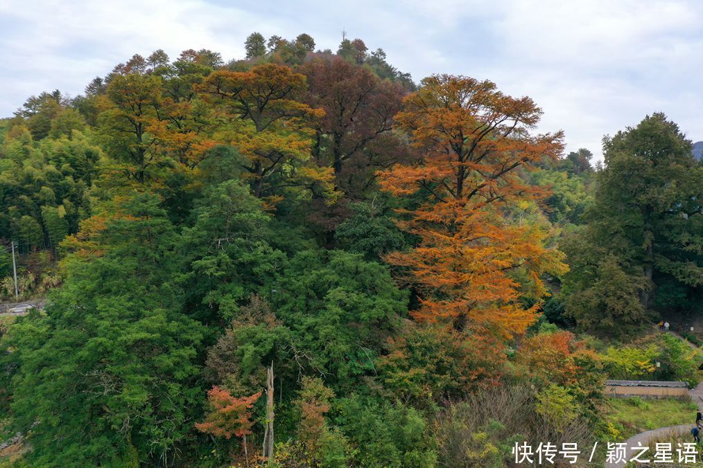 四明山赏秋胜地，茅镬秋色，至今游历25次