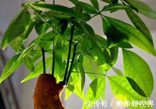 浇水|家庭养“发财树”，别乱施肥、乱浇水，控制好光照，蹭蹭长得旺！