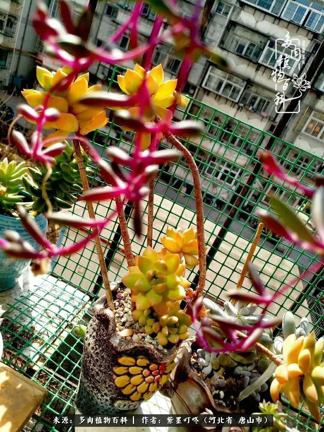 从平凡中寻找美感,从噪杂中寻找宁静——多肉给予我的心灵疗愈!