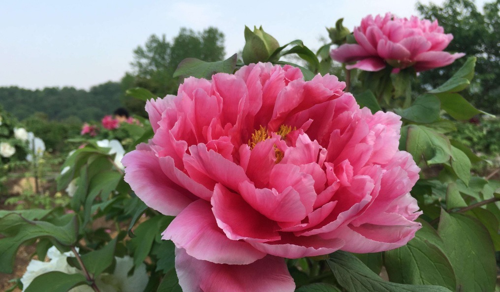 家里不能“碰”光的三种花,要放在黑暗里摆放,根粗叶绿花儿红