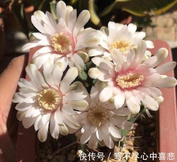 陶冶性情盆栽这5款植物,观赏价值高,新手都能轻松养活