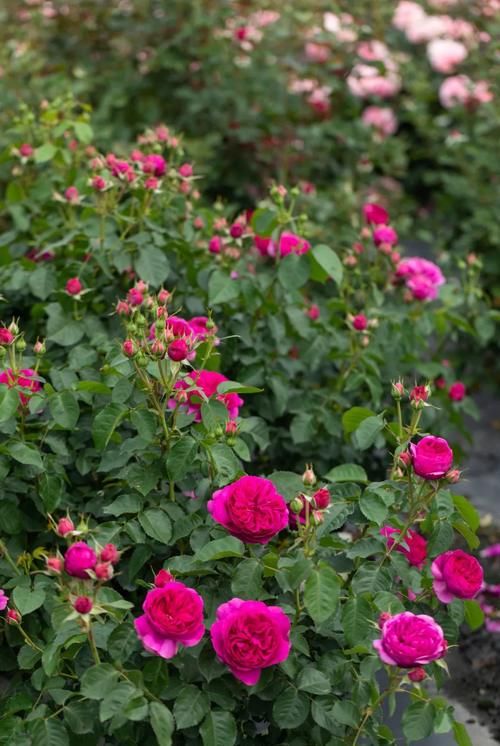 超全面园艺干货盘点丨浇水、施肥、爆花全都有，还怕养不好花吗？