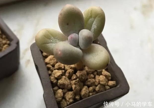 多肉引根大揭秘，一旦“肉肉”出现这种情况，尽快挽救！