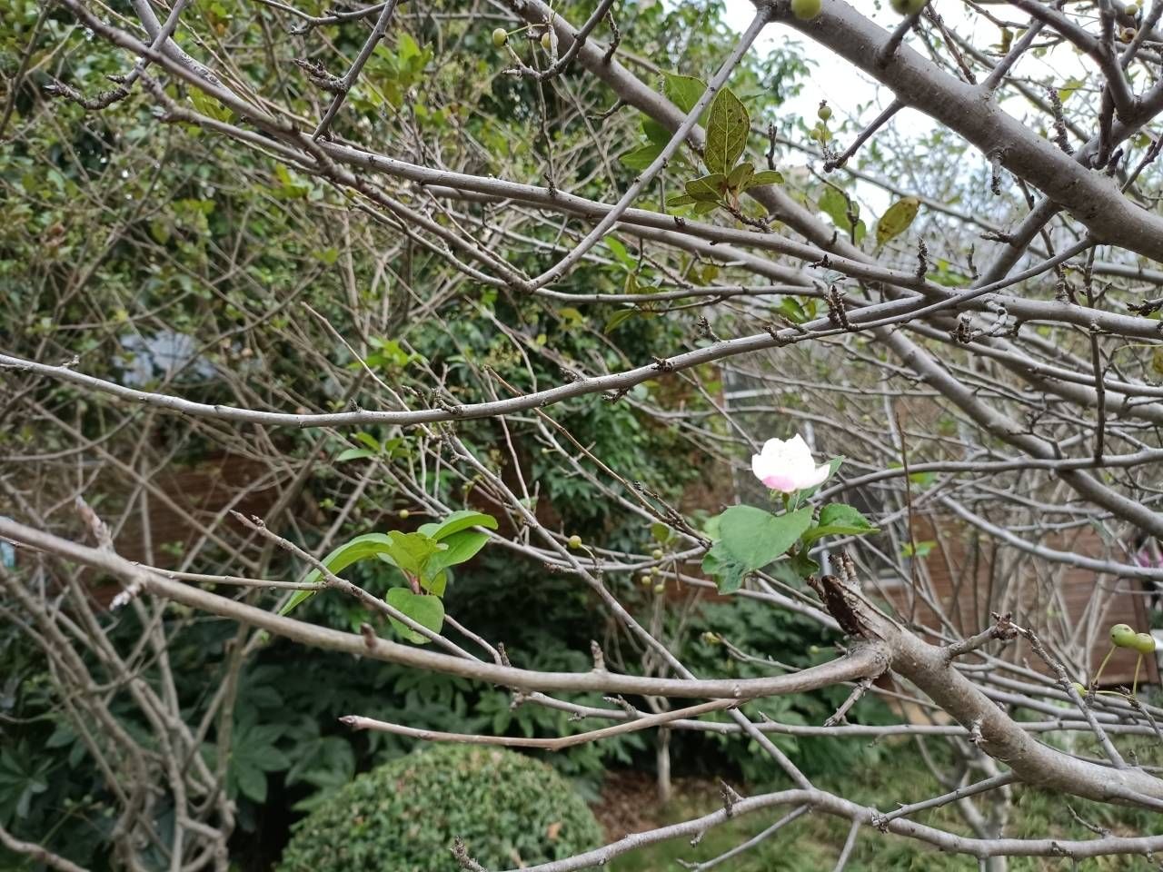 桂花|桂花飘香季 春花竟来争艳