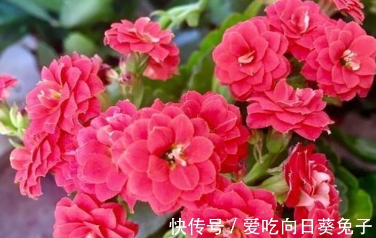 养花就养这几款，全年开花不停，沾点水就疯长，开花勤还爱爆盆