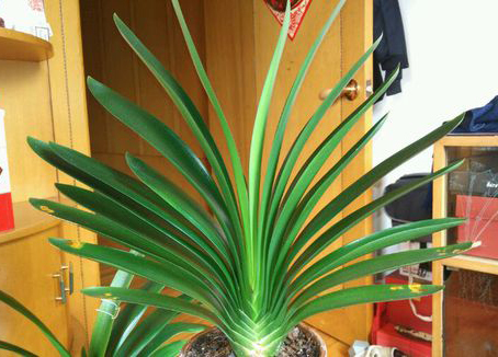 君子兰总是不开花，试试这种肥，用完促进花芽分化，抽箭快开花大