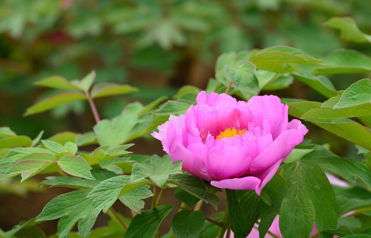武则天|临夏牡丹与杨贵妃和武则天有关?