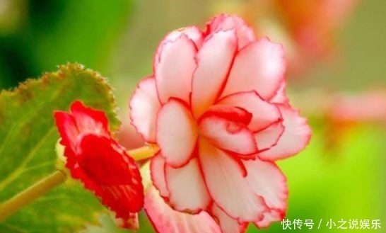 一年到头|4种花堪称花中仙子,一年到头都开花,花色绚丽超耀眼