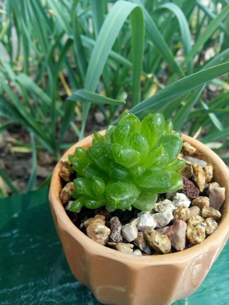 送瘟神,洒庭院,赏多肉,合家团聚话将来!