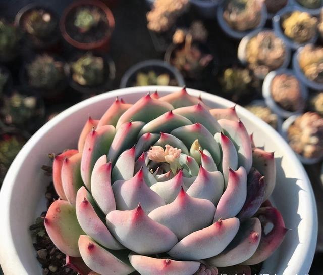 这“三多肉”是公认的爆崽小能手,室外冻一冻,憋成群生肉墩子