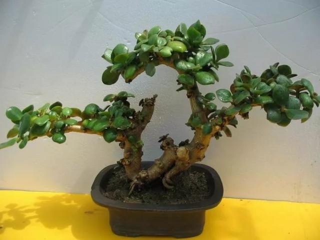 新手必入！！越养越值钱的花卉盆栽！十分常见！好养，观赏性强！