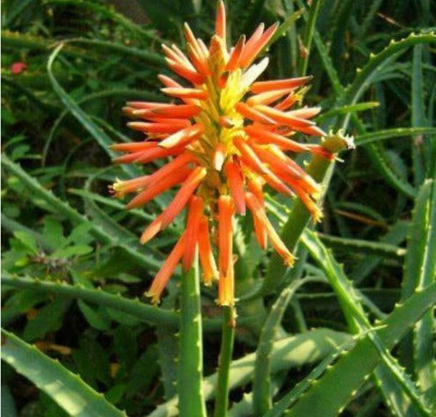 “四朵花”最适合懒人养,埋在土里就活,水疯狂地长,漂亮的开花期长