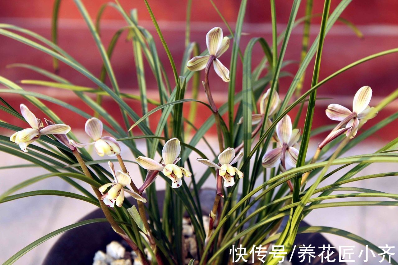兰花换盆别盲目，不仅要选对时间，还要掌握技巧，否则影响开花