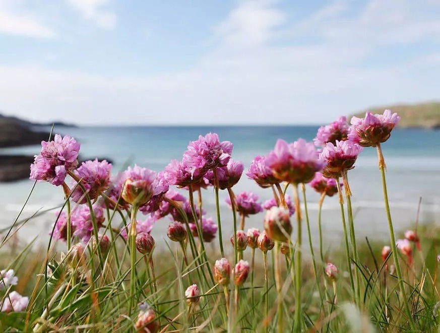 海 石 竹 花