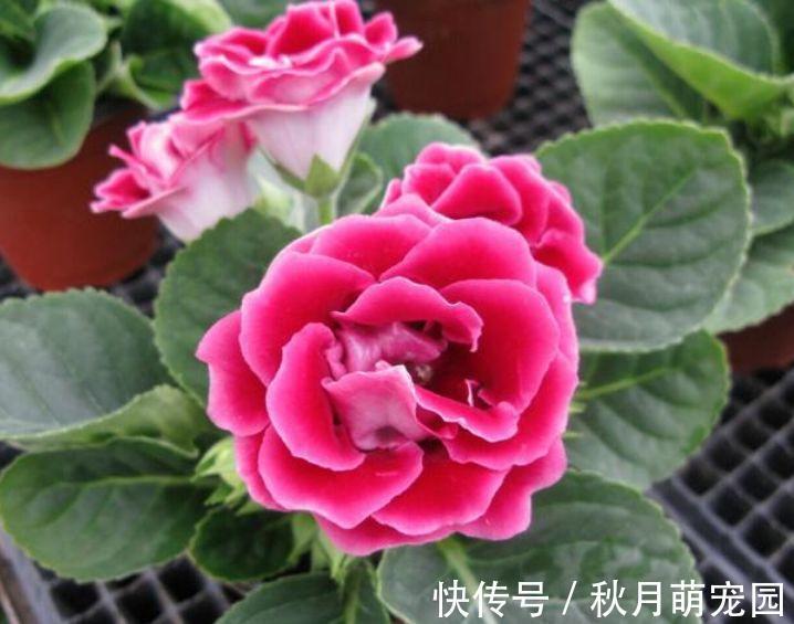 花友|家里养这几款花卉，养一盆轻松爆开花，美艳动人，花朵灿烂迷人眼