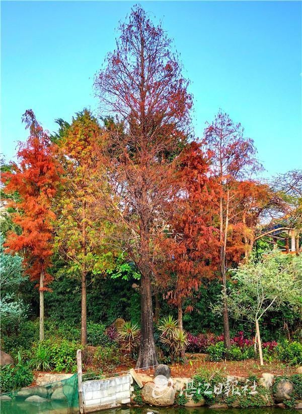 梦幻|梦幻！霞湖公园水杉换红装