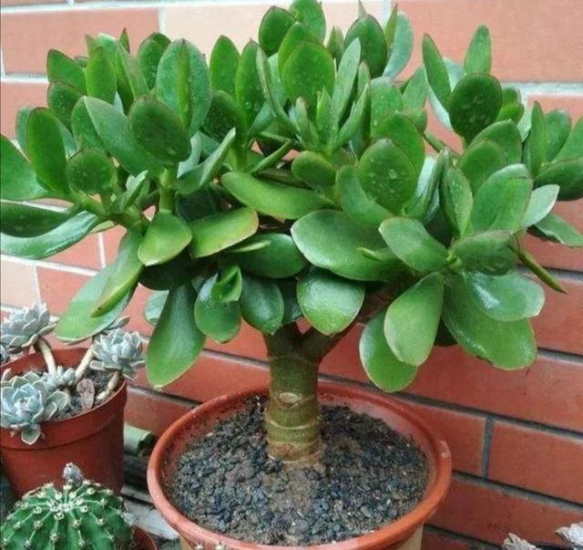 玉树栽种在家吉祥吗秋冬季养护玉树要注意什么