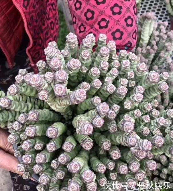 铜钱草|6种“聚财花”,养在家里好兆头,漂亮又大气,还有好运满满