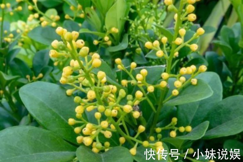 3种花，现在“赶快”养家里，开花多，花朵艳，满屋都飘香！
