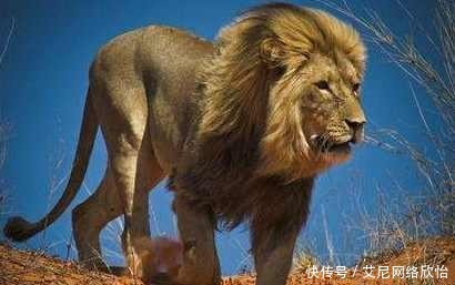 花果山七大圣是哪七种动物修炼成精, 谁的本体最威武