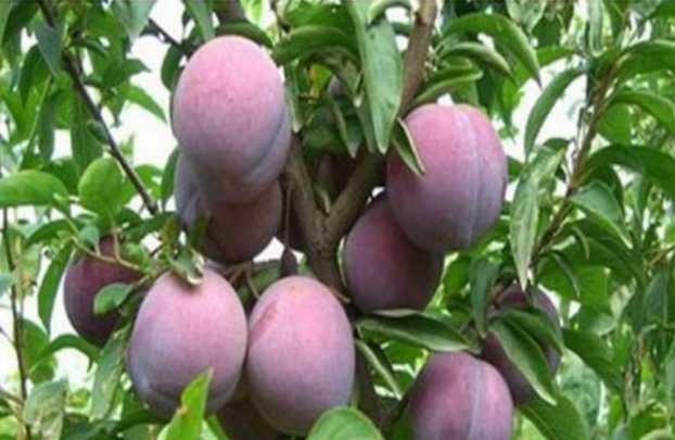 污血|女性常吃水果中一宝,排除体内污血,保养皮肤水嫩,子宫越来越好