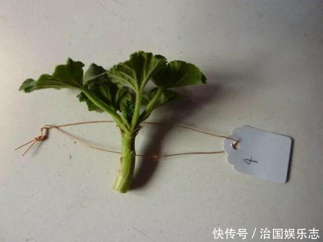 残花梗|天竺葵“花谢”以后，这么剪一刀，花苞嗖嗖冒，开花一茬又一茬