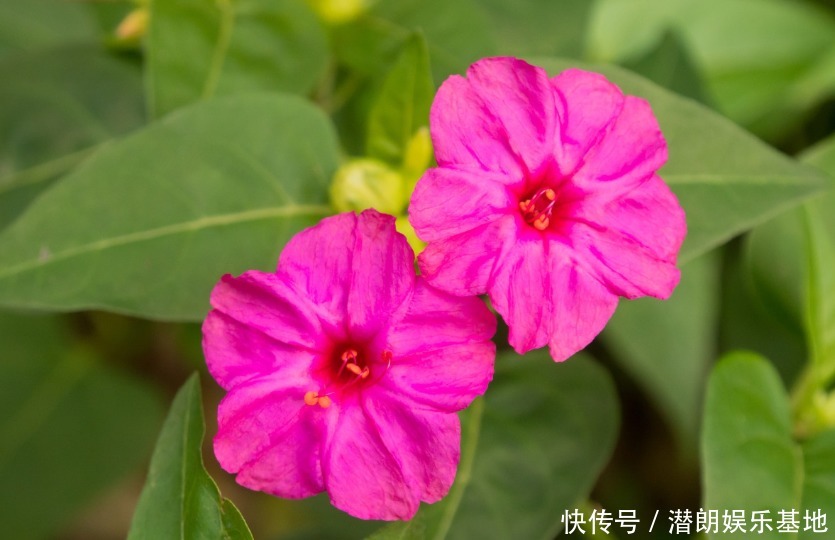 功效|农村野花“老婆忙”,药用价值非常高,有祛斑功效女孩最喜欢!