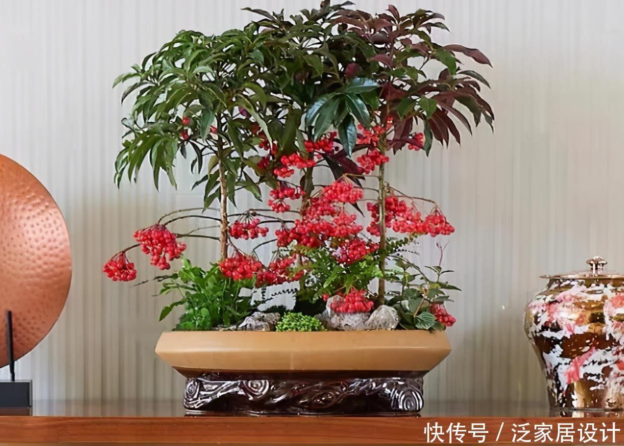 若是去野外,请留意“结红果”植物,挖回家制成盆景很高档