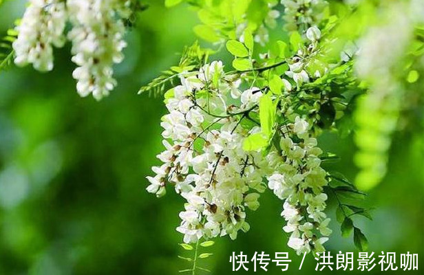 槐花|人到中年,适合常吃以下食物,排毒清肠,滋肝明目,好处多多