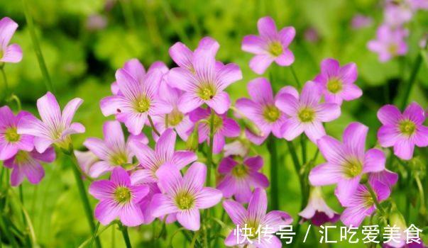 月季花|农历十一月大雪过后,养什么花?家里养3种花,春满人间百花吐艳