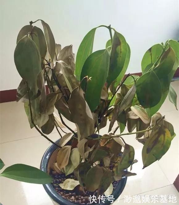 养花别浇4种“夺命水”，浇1次就烂根、烂芯，一定要当心