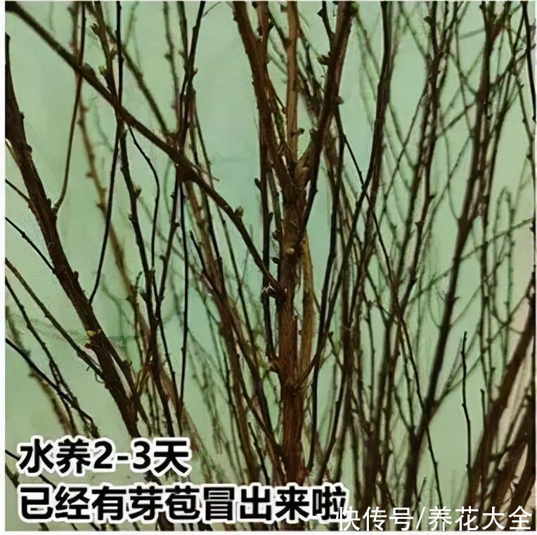 1种花叫“雪柳”,剪几根枝插水里,7天长叶,一个月开花,绝美