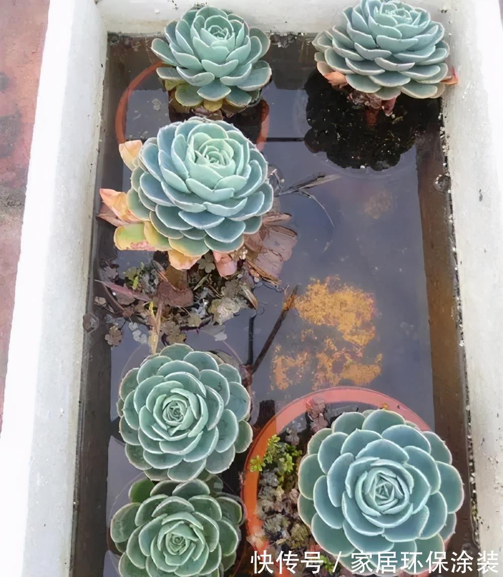 根系|天热了,多肉难度夏,直接丢水里,养成小胖子,聪明人都爱养