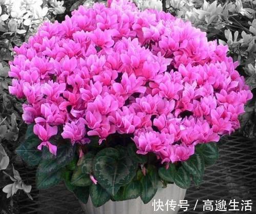 板结|养花土里埋点它,开春不用换盆了,土壤疏松又肥沃,养啥花都旺!