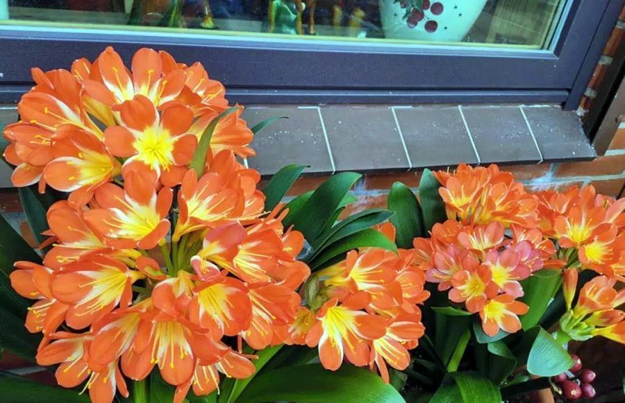 植物|植物养得不好,多半根没长好,加上这些长得快