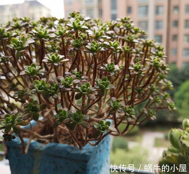 被名字耽误的“三种花”，颜值高又皮实，放角落也能自己长