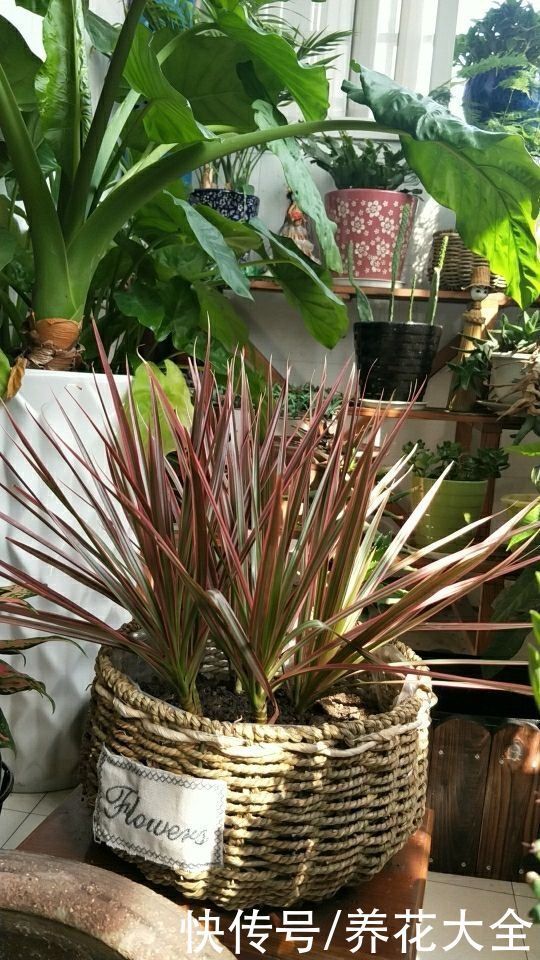 花卉|9种叶子花比花还美,叶子像油画,还特耐阴