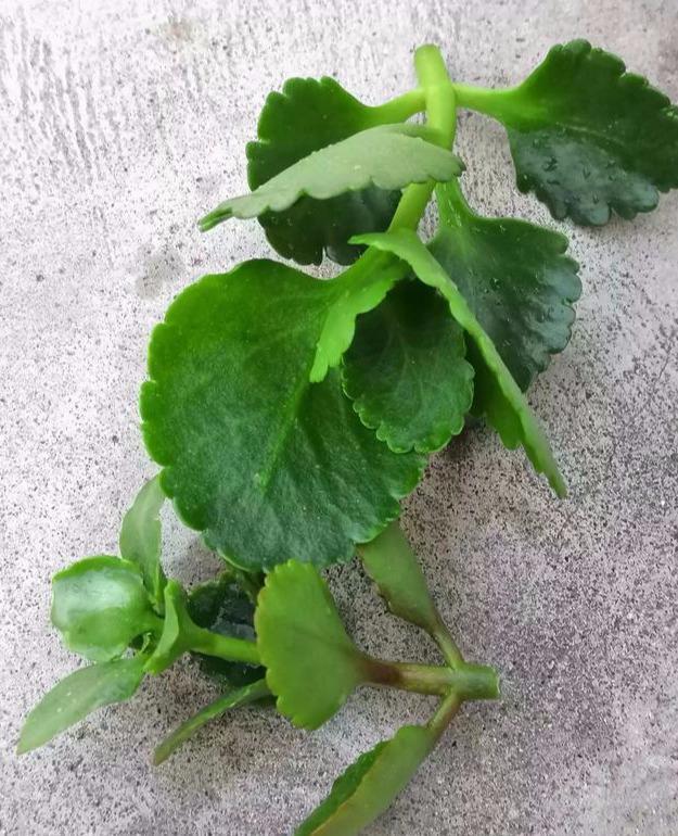 扦插成活的长寿花,“四项”重要管理缺一不可,成型快,开花多