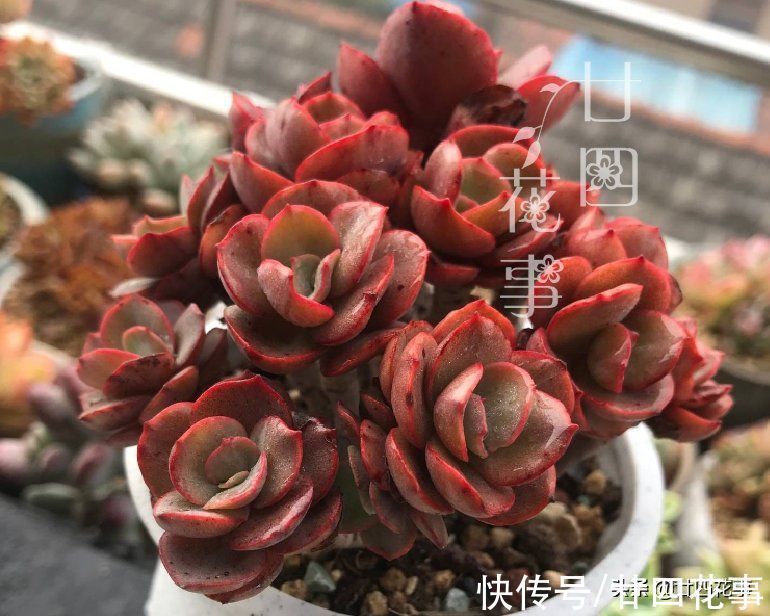 劳尔劳尔|9种多肉不耐寒,寒潮来临,除了要提前保暖外,还要控水避风